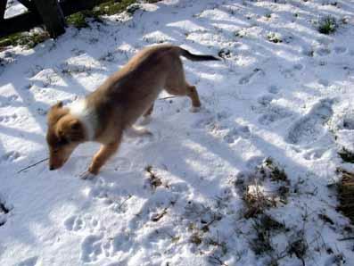 der erste schnee.jpg